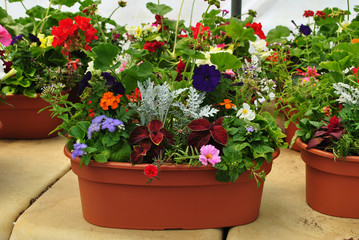Fototapeta na wymiar Potted Flower Plants in an Oval Sgaped Pot