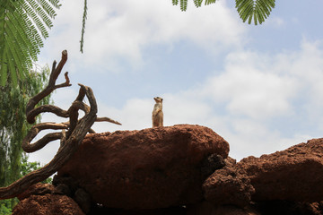 Fototapeta na wymiar Meerkat alert on a rock while watching intently