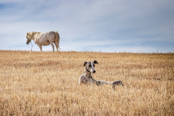 Un perro de raza galgo tumbado en el campo con un caballo al fondo