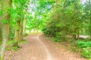 Trees in foreground of Dutch park