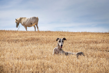 Un perro de raza galgo tumbado en el campo con un caballo al fondo