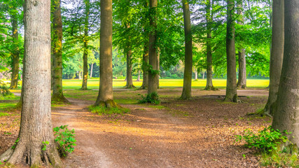 Trees in foreground of Dutch park