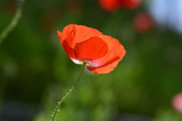 Obraz premium ポピー