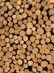 Logging. Felled wooden trunks (background)