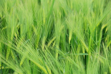 Fototapeta premium Detail of the Barley Spike