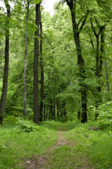 Nature in Eastern Europe. Russia. Beautiful forest.