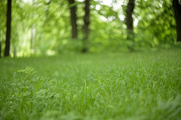 Fototapeta premium Nature in Eastern Europe. Russia. Beautiful forest.