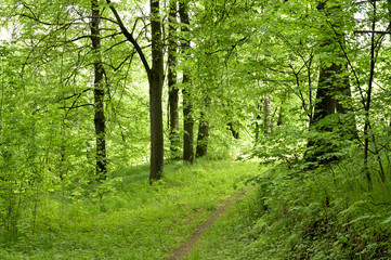 Nature in Eastern Europe. Russia. Beautiful forest.