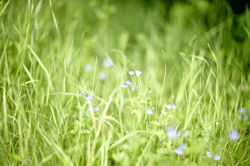 Nature in Eastern Europe. Russia. Beautiful forest.