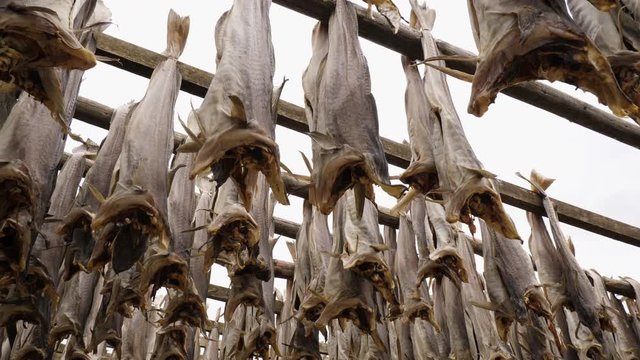 Dried fish hbodies on stands on the island of Lofoten in Norway