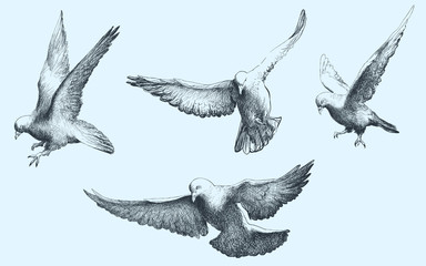 Birds flying set. Dove vector drawing