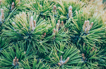 pine branch with cones