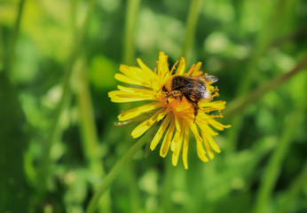 bee on yellow flower dandelion