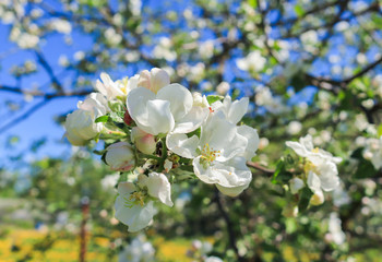 blooming apple tree in spring