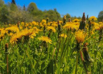 field of  dandelion sunflowers