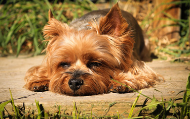 yorkshire terrier in front of wooden background