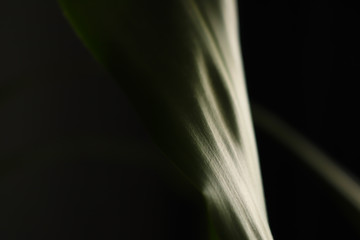 abstract leaf on black background
