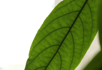 green leaf isolated on white background