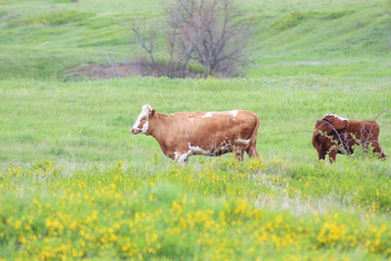 adult cows on the field