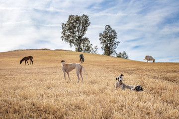 Naklejka na ściany i meble Dos perros de raza galgo uno tumbado y otro en pie observando mientras los caballos pastan al fondo