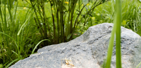 Stone in the forest on the grass. Stone in the grass slow motion