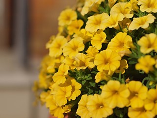 黄色いペチュニアの花