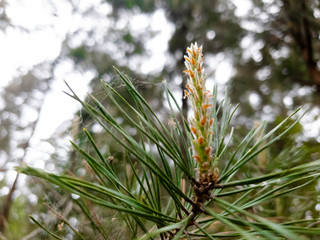 Young pine cones. Flourishing buds in the close-up