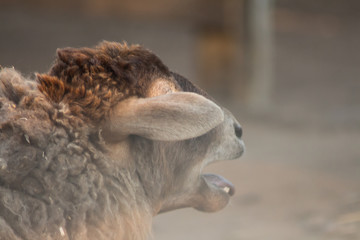 Fototapeta premium sheep on the farm