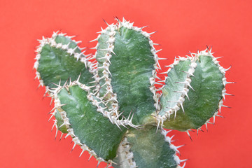 Abstract Cactus Cacti Close Up Thorn Spikes on Red Pink Background