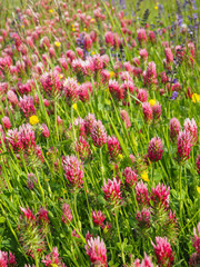 flowering of crimson clovers (Trifolium incarnatum)