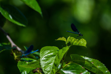 A very beautiful couple of blue dragonflies
