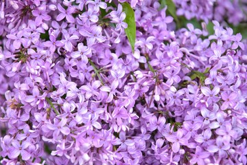 Beautiful lilac blooming with selective focus. Purple lilac flowers and blurred green leaves. Spring blossom. Blooming lilac bush with tender tiny flower. Purple lilac flower on the bush. Summer time 