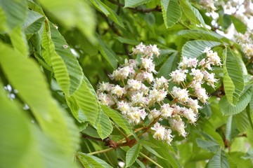 White chestnut blossom with tiny tender flowers and green leaves background. Horse chestnut flower with selective focus. Horse chestnut blossoming in springtime. Cluster with white chestnut flowers 