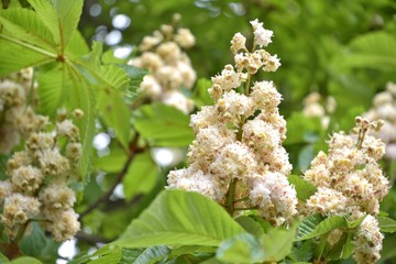 White chestnut blossom with tiny tender flowers and green leaves background. Horse chestnut flower with selective focus. Horse chestnut blossoming in springtime. Cluster with white chestnut flowers 