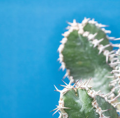 Abstract Cactus Cacti Close Up Thorn Spikes on Blue Green Background
