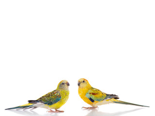 male and female parrot (haematonotus psephotus) isolated