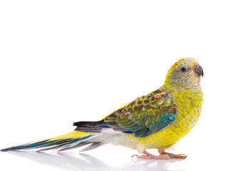 parrot female (haematonotus psephotus) isolated