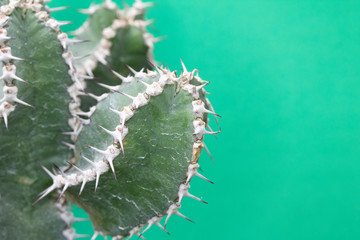 Abstract Cactus Cacti Close Up Thorn Spikes on Blue Green Background