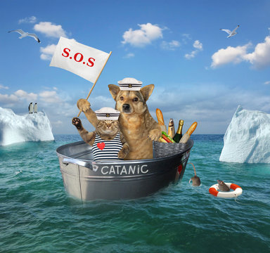 The two brave sailors cat and dog are drifting in the steel wash tub after the shipwreck among the icebergs in the sea. Their lifeboat is called Catanic.