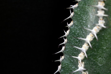 Abstract Cactus Cacti Close Up Thorn Spikes on Black Background