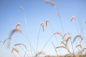 Wheat Grass against blue sky