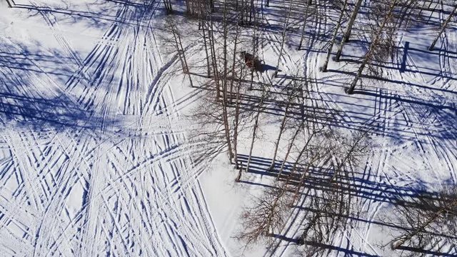 Drone Shot Of Motor Sledge As He Drives Among The Birch Trees. Beautiful view of birch forest and snowmachine driving in the snowy forest.