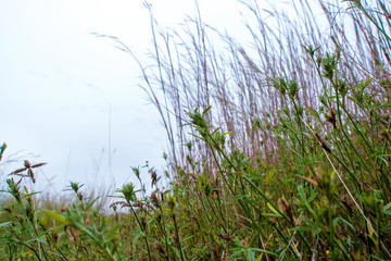 Blade of grass in wind at the grassland countryside