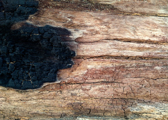Burnt tree trunk texture background image