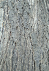 Tree bark texture background image