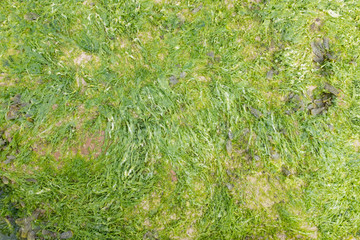 Sea weed Marine life, oceanic plants, sea grass lawn