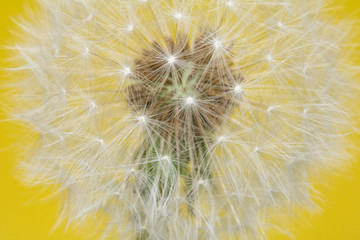 Close Up Abstract of Dandelion Seeds on Bright Background