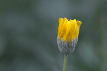 yellow tulip on green background