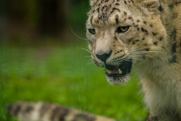 Wild animal Snow Leopard. Lazy walks across the territory.