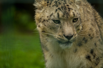 Wild animal Snow Leopard. Lazy walks across the territory.